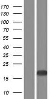 BIRC5 / Survivin Protein (Over-Expression Lysate Myc-DDK (Flag))