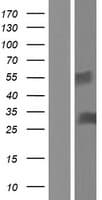 ICAM4 / CD242 Protein (Over-Expression Lysate Myc-DDK (Flag))