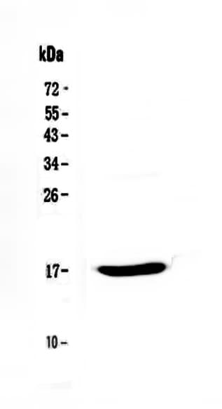 EPGN / Epigen Antibody