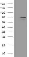 MPP3 Antibody (clone OTI8F1)