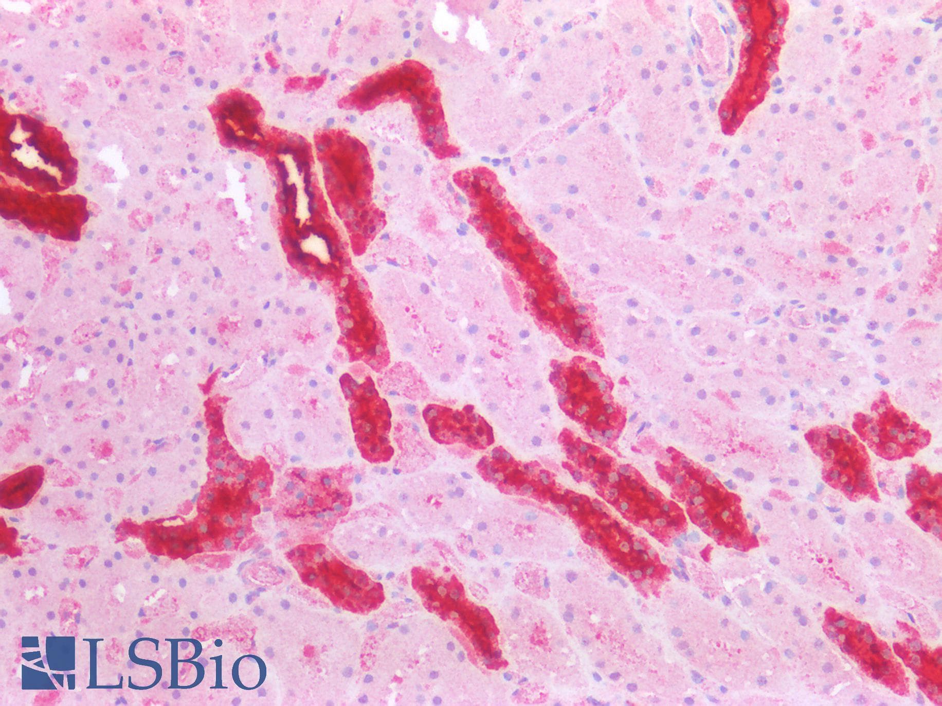 IHC-plus™ EMA / MUC1 Antibody