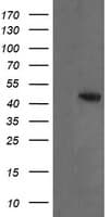MAP2K2 / MKK2 / MEK2 Antibody (clone OTI5B4)