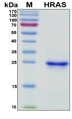 Human HRAS / H-Ras Protein (Recombinant 6His, N-terminus)