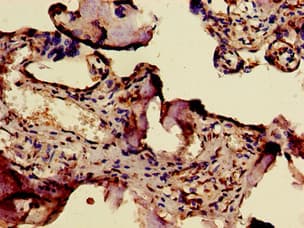 ERVWE1 / HERV / Syncytin Antibody