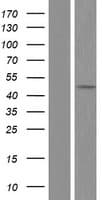 ASL / Argininosuccinate Lyase Protein (Over-Expression Lysate Myc-DDK (Flag))