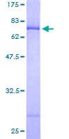 Human DOC2A Protein (Recombinant GST)