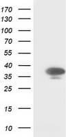 CDK2 Antibody (clone OTI4D3, Carrier-free)