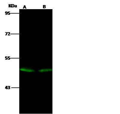 EVI2B Antibody (Preservative Free)