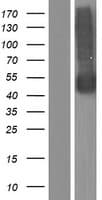 NPTN / SDR1 Protein (Over-Expression Lysate Myc-DDK (Flag))