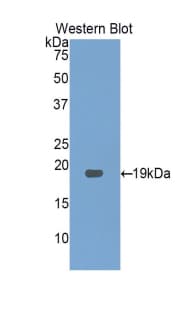 Gkn3 / Gastrokine 3 Antibody (aa13-166)