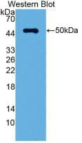 LRG1 / LRG Antibody (clone C1)
