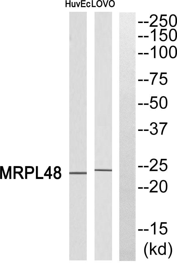 MRPL48 Antibody
