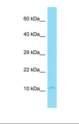 C14orf142 Antibody (C-Terminus)