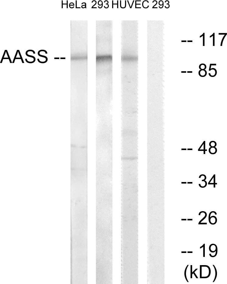 AASS / LKR / SDH Antibody (aa251-300)