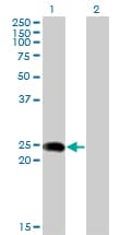 BIN3 Antibody (clone 1H8)