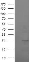 RAB37 Antibody (clone OTI2F8)