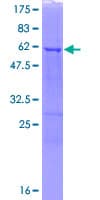 Human RALY Protein (Recombinant GST)