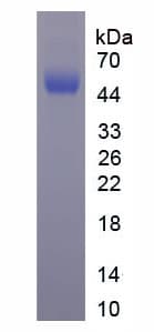 Mouse MPO / Myeloperoxidase Protein (Recombinant His)