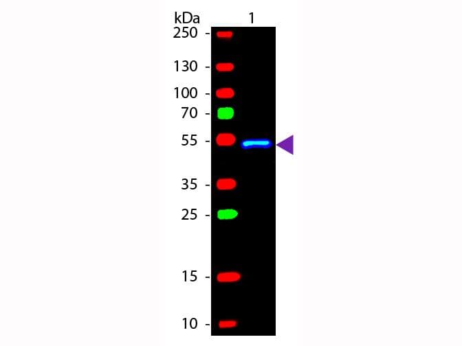 Rabbit Anti-Mouse IgG1 Secondary Antibody (FITC)