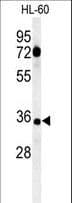 CD80 Antibody (aa260-288)