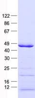 Human MKX Protein (Recombinant His, N-Terminal)