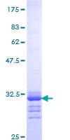 Human Osteocalcin Protein (Recombinant GST, N-terminus)