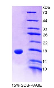 Mouse GP1BB / CD42c Protein (Recombinant His-T7)