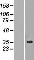 PRMT1 Protein (Over-Expression Lysate Myc-DDK (Flag))
