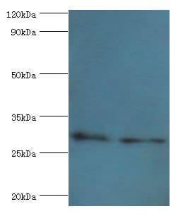 COPS7A Antibody (aa1-275)