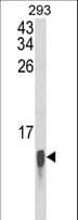 FAU / Fub1 Antibody