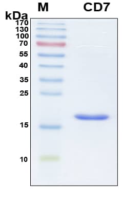 Human CD7 Protein (Recombinant 6His, N-terminus)