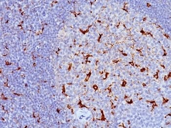 CD68 Antibody (clone LAMP4/824)