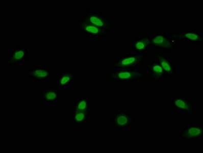 Polyclonal Rabbit anti-Human HIST1H3A Antibody (IF)