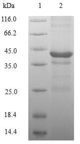 Human H2AFZ / H2A.z Protein (Recombinant GST, N-terminus)