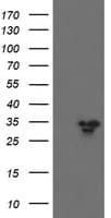 SLA2 / SLAP2 Antibody (clone OTI2G3)