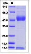 Mouse CD1D2 + B2M Protein (Recombinant His,C-terminus)