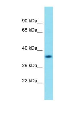 C18orf8 / MIC1; Antibody (aa45-94)