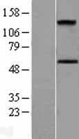 ACVR1C / ALK7 Protein (Over-Expression Lysate Myc-DDK (Flag))