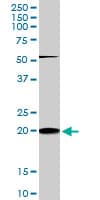 RHOC Antibody (clone 2E12)
