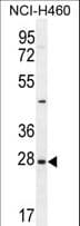 Endothelin 3 / EDN3 Antibody (aa168-197)