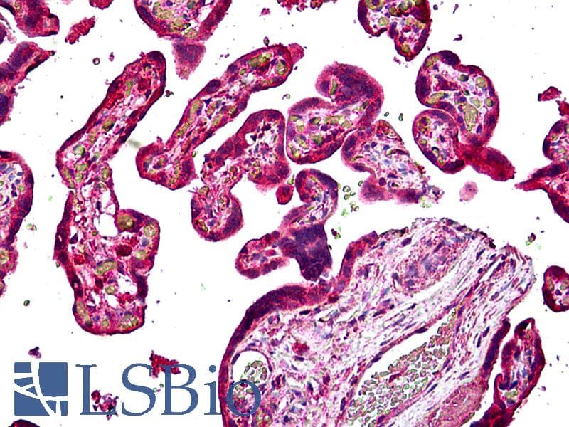 IHC-plus™ SNX4 Antibody (aa438-450)