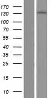 ERN1 / IRE1 Protein (Over-Expression Lysate Myc-DDK (Flag))