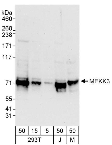 MAP3K3 / MEKK3 Antibody (aa125-175)