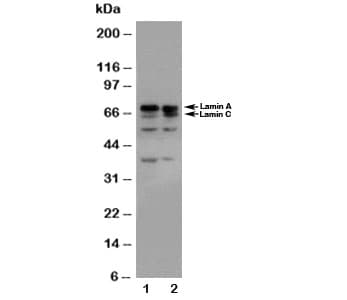 LMNA / Lamin A+C Antibody (aa455-469)