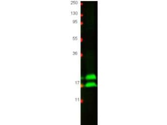 IFN Gamma / Interferon Gamma Antibody (Lyophilized)