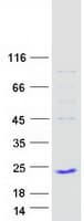 Human TAF12 Protein (Recombinant Myc-DDK (Flag))