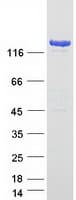 Human BAG6 / G3 / Scythe Protein (Recombinant Myc-DDK (Flag))