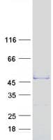 Human ACTL7B Protein (Recombinant Myc-DDK (Flag))