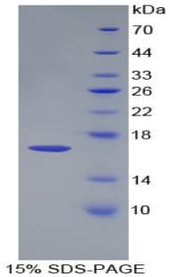 Mouse GDF3 Protein (Recombinant His-T7)