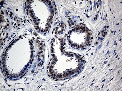 Monoclonal Mouse anti-Human UBA3 / UBE1C Antibody (clone OTI7H6, aa1-463, IHC, WB)